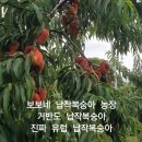 펀플레이팜