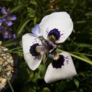 아리스타타 이미지