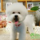 몽쉘 그루밍 이미지