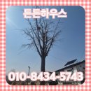 은실5길 | 평택 벌목업체 대형나무절단 자르기