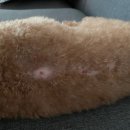 펫힐링센터 이미지