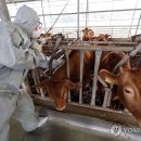 (빨리와) &#34;럼피스킨병 확산 막아라&#34;…전국 지자체·축산농가 방역 비상 이미지