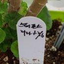 러블리 몽 이미지