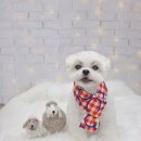 멍냥살롱 천안불당점 | 천안 불당동 애견미용실 깡이의 단골집 멍냥살롱