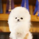 강아지 분양 프러포즈펫 이미지