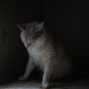 연지카센타 이미지