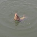 장자골낚시터 이미지