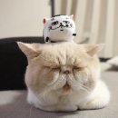 바닐라헤어 네이버블로그