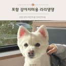 리리댕댕 | 포항 애견미용 후기 추천 장모 강아지미용 맛집 양덕 리리댕댕