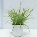 조아가든 이미지