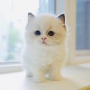 청도펫동물병원 이미지