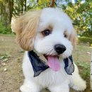 댕댕이애견 이미지