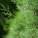 편백숲길 유하팬션 | 편백나무 숲 속 명상 힐링 여행 완벽 가이드