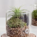 반려식물 테라리움 만들기 이미지