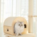 오로라 캣 | 가르르 오로라 캣타워 후기: 집사라면 꼭 사야 할 고양이 캣폴 추천!