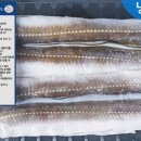 힘찬장어 이미지