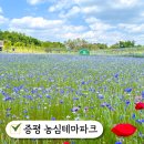 증평군 농업기술센터 | 증평농심테마파크 국내 수레국화 숨은 명소 충북 증평 가볼만한곳 증평군농업기술센터