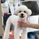 희야네 애견미용실 이미지