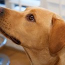 이삭애견훈련소 이미지