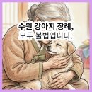 장례 | 수원 강아지 장례 모두 불법이라니, 어디로 가야할까요? 수원 인근 강아지 장례 후기 모음.