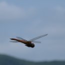 호야네일 이미지