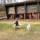 클럽더독스 | [양평 애견펜션] 클럽더독스 진도믹스 중대형견 방문 솔직후기