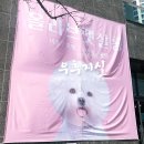 올리브네 펫살롱 이미지