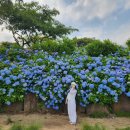 제주기사 이미지