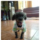 엄마손 동물병원 이미지