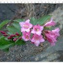 사랑의연리근 이미지