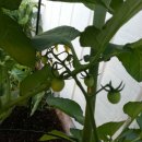 이삼돌농장 | 텃밭 가꾸는 나는 초보 가드너, 캠룹스 새댁