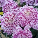 포시즌유황사우나 이미지