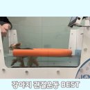 탐라수중재활운동센터 | 강아지 수중트레드밀 운동 후기 ㅣ 관절에 좋은 강아지 재활·운동 효과