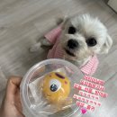 로하네 | 광주애견유치원 쌍촌동 ‘로하네’ 1년 이상 등원 시킨 내돈내산 솔직 후기