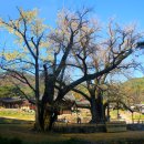 화악산 적천사(華岳山 磧川寺)-모자은행나무/천왕문/무차루