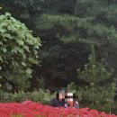 김천시립미술관 | 김천 직지사 9월 꽃무릇 축제 사명대사공원 포토존까지