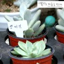 아름꽃화원 - 수원시 장안구 송정로168번길 2 | 아름꽃화원