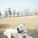 스팀팩 네이버블로그