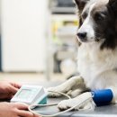 일산 클래식 동물병원 이미지