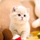 강남고양이분양 호야캣 이미지