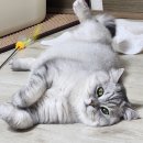 파리바게트 | 파리바게트 데몬헌터스 더피 케이크 후기! 칼로리 맛 궁금하다면?