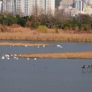 철새탐조대 이미지