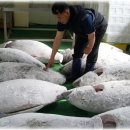 오늘참치 이미지