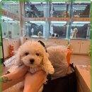 행복한강아지 이미지