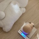 온식구 Daum카페