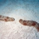 이로운바다 이미지