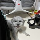 올바름 반려견 뷰티샵 이미지