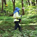 여름의 숲 Daum카페