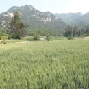 월출산 氣찬묏길 이미지