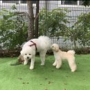 독스테이션